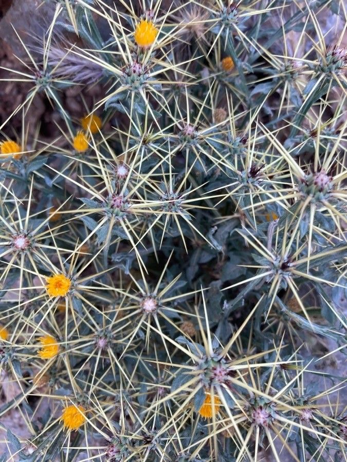 Centaurea idaea — houseplant care guide