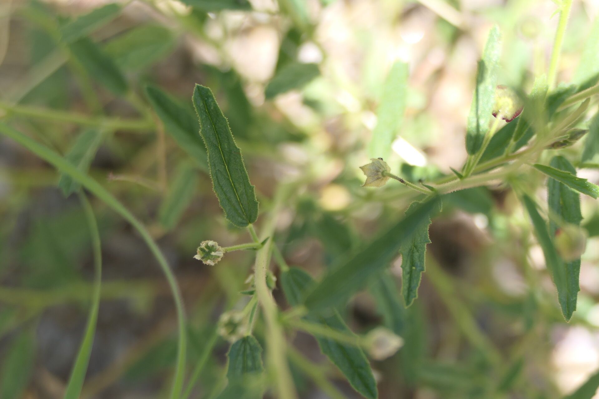 Hermannia modesta habit