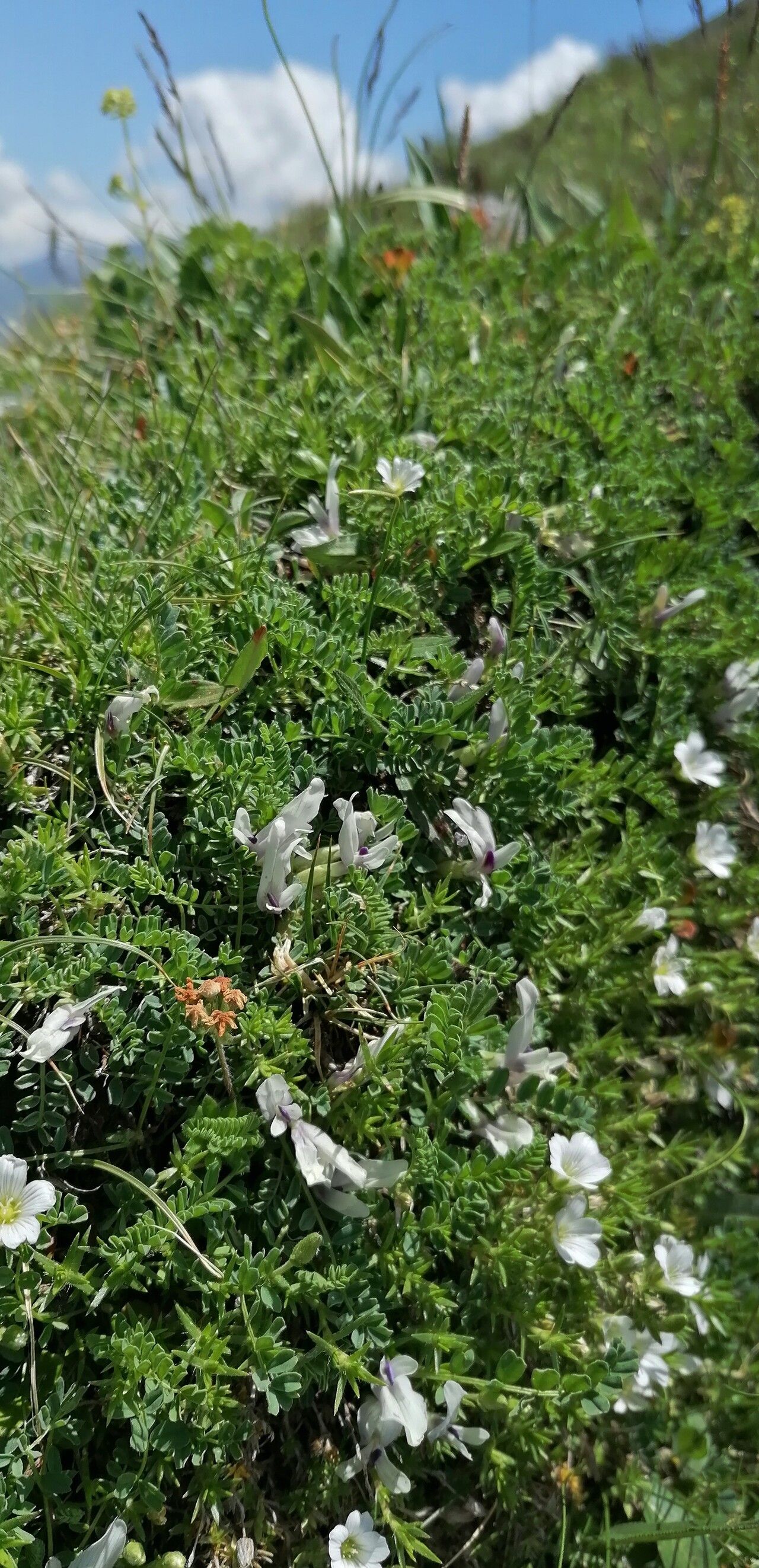 Astragalus kazbeki — houseplant care guide