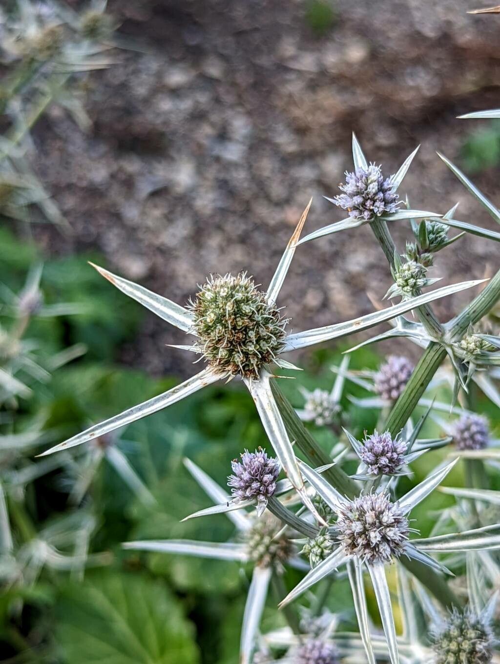 Eryngium variifolium flower