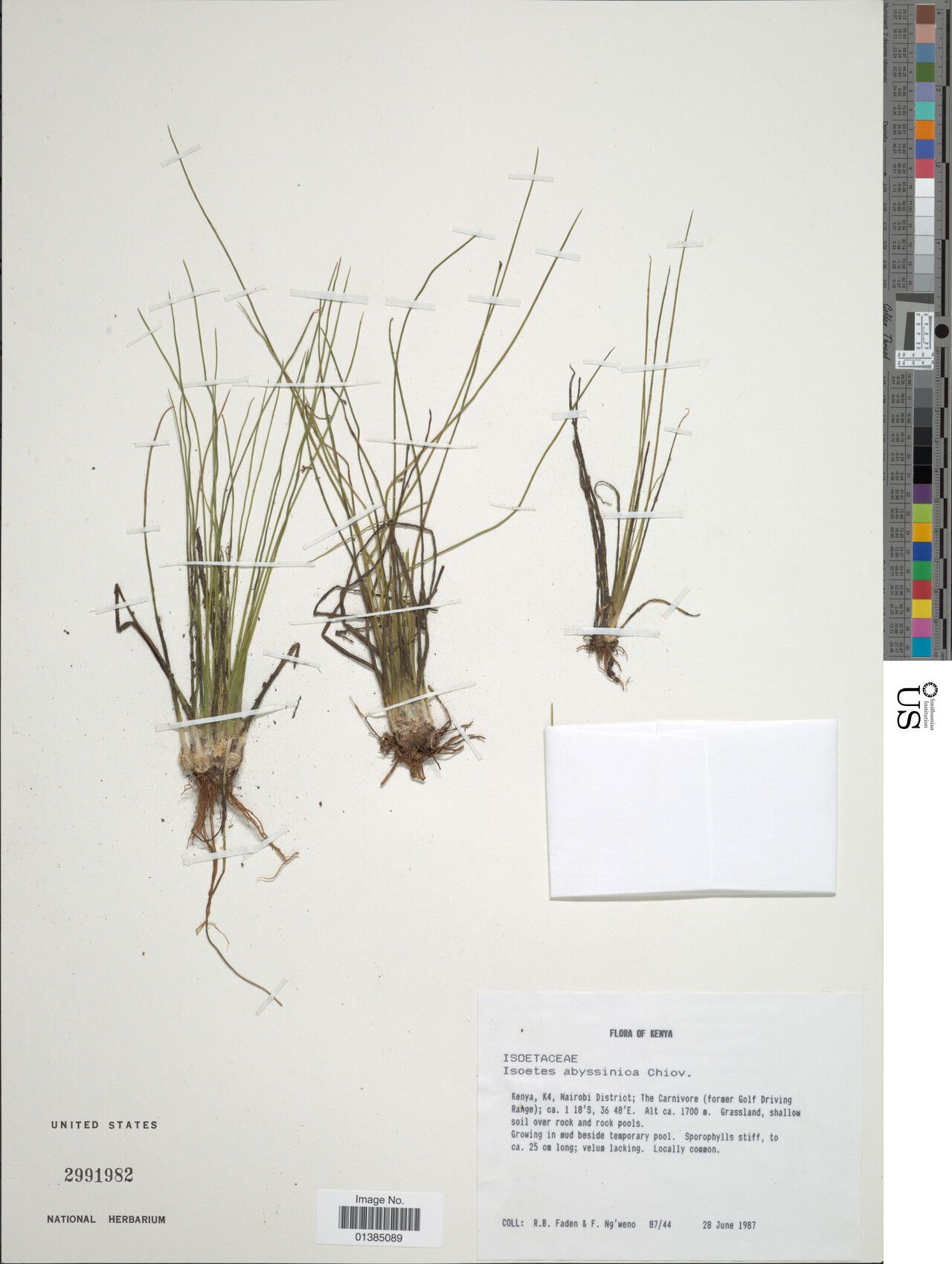 Isoetes abyssinica — related species from the same genus