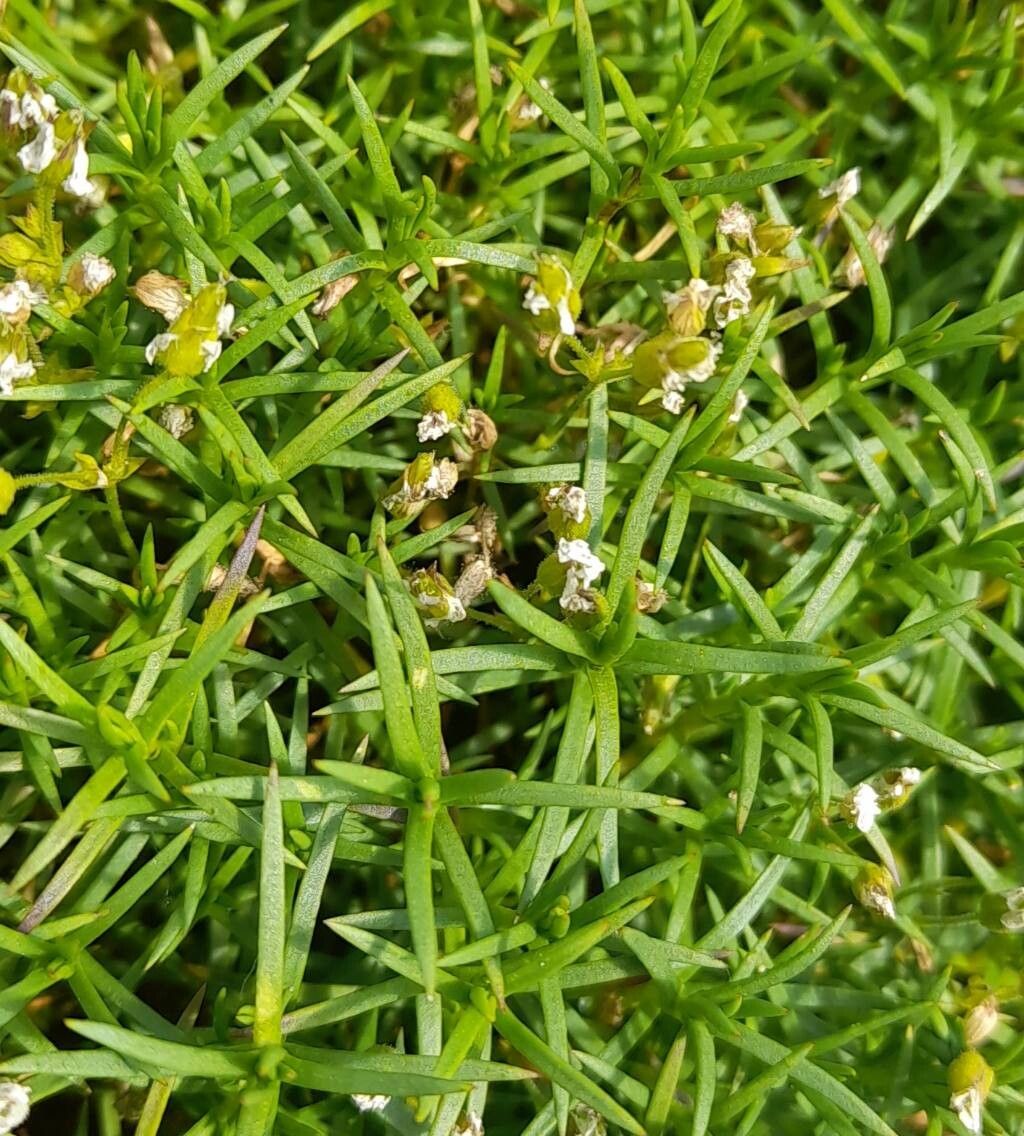 Arenaria balansae — related species from the same genus