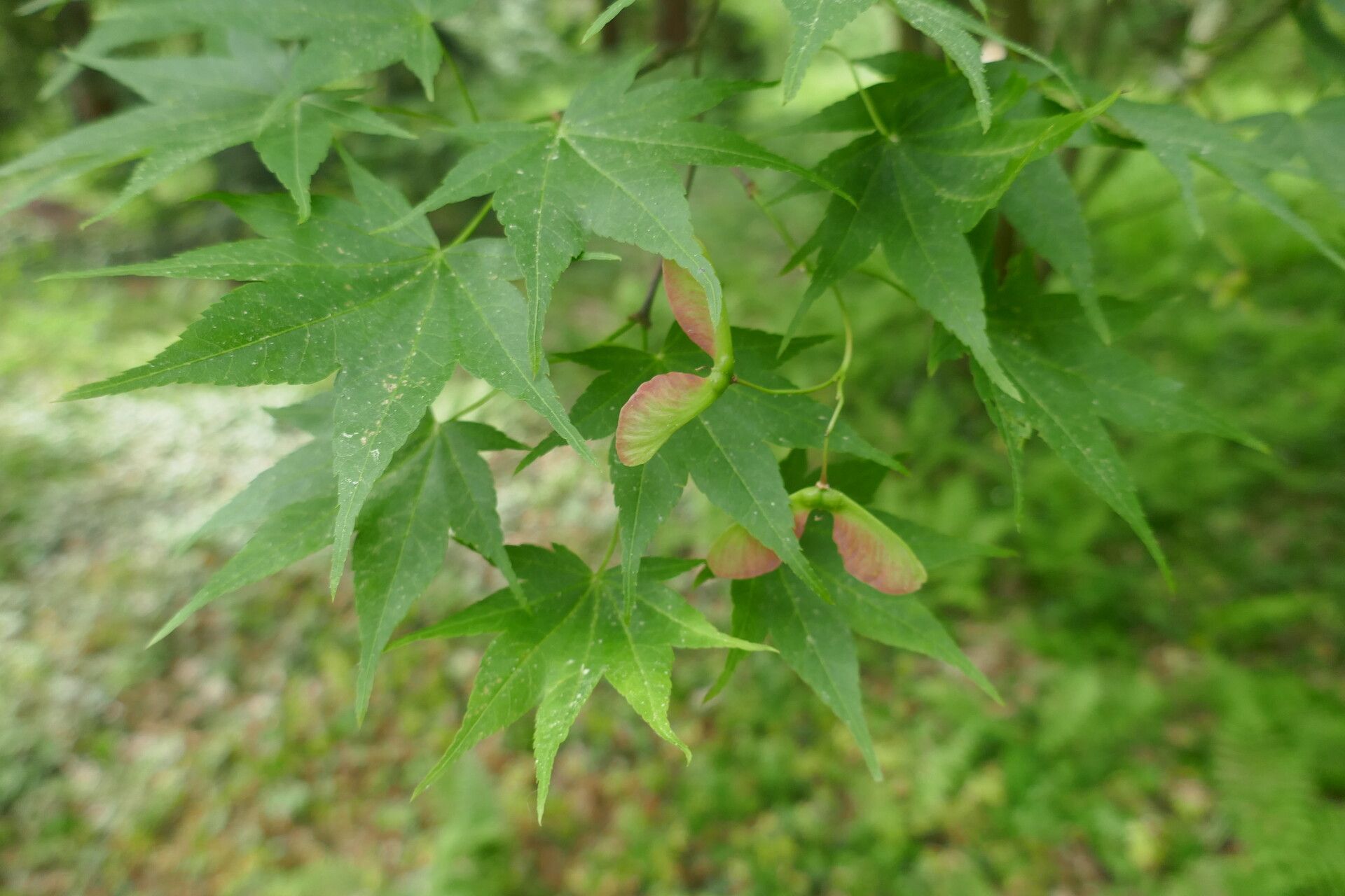 Acer robustum fruit