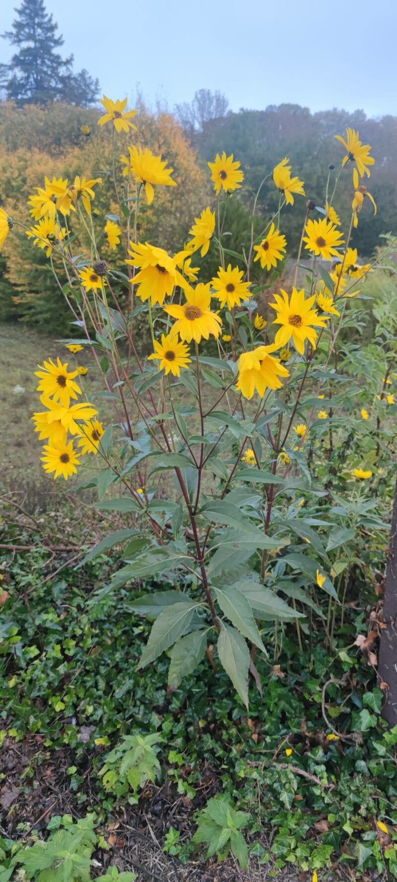 Helianthus × laetiflorus flower