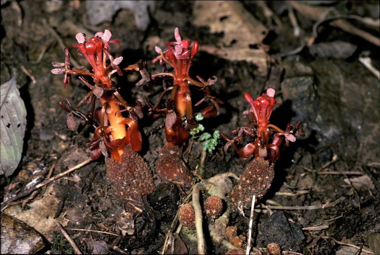 Balanophora reflexa flower
