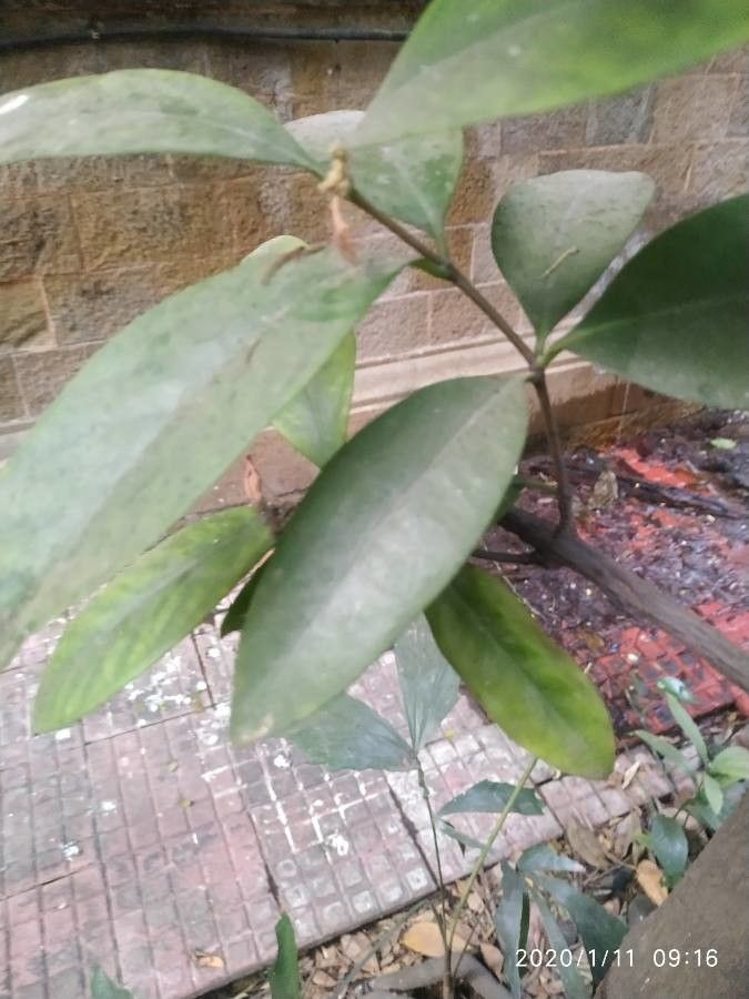 Garcinia indica leaf