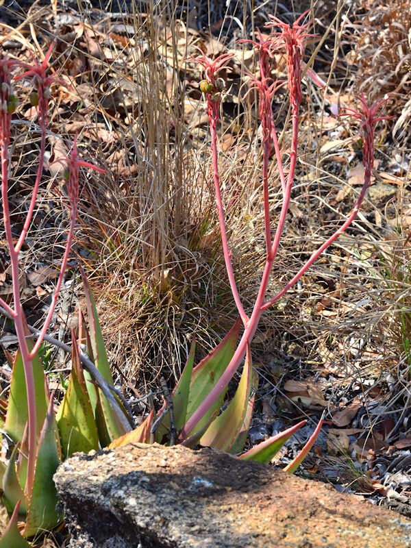 Aloe mzimbana habit