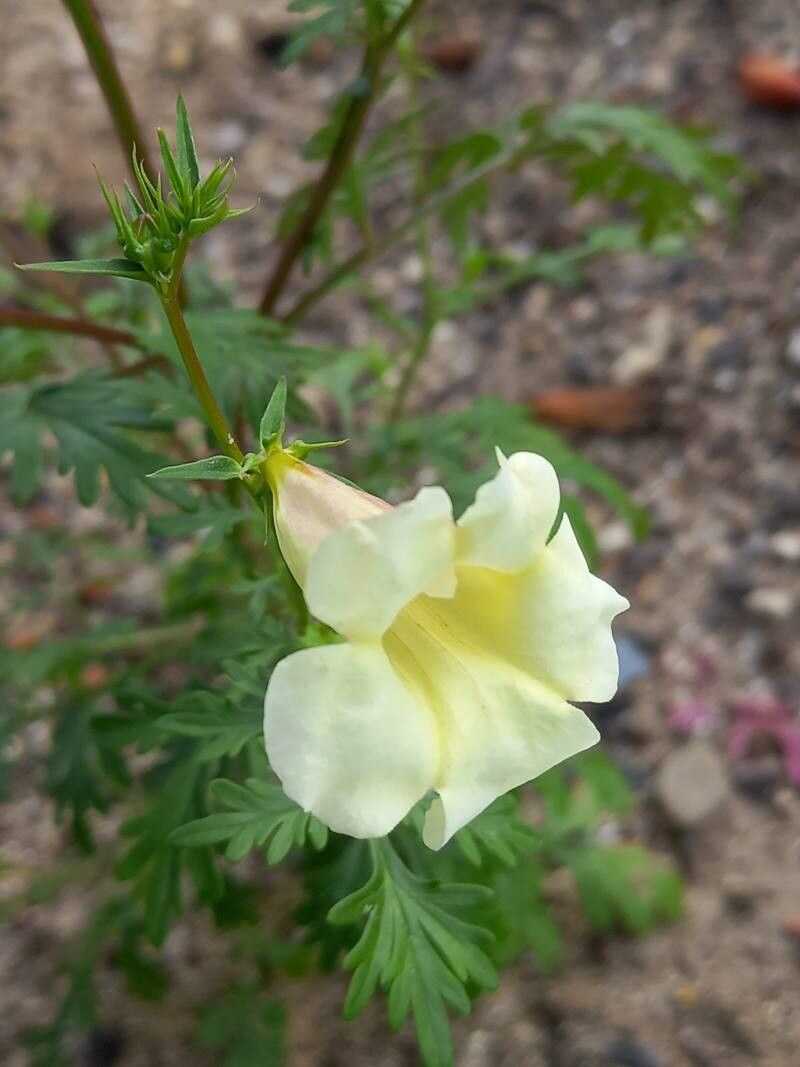 Incarvillea sinensis flower