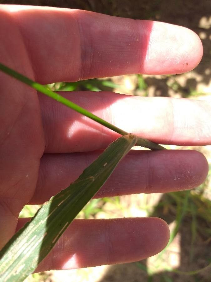 Digitaria milanjiana — houseplant care guide