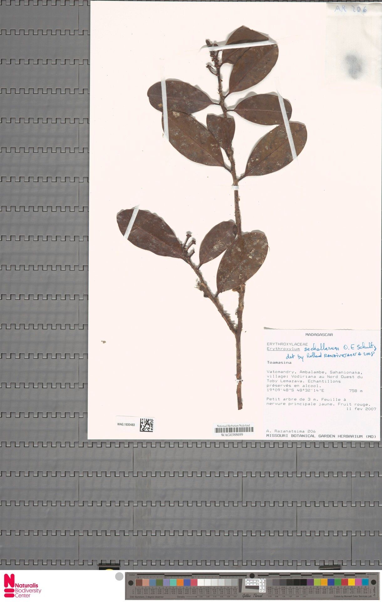 Erythroxylum sechellarum — houseplant care guide