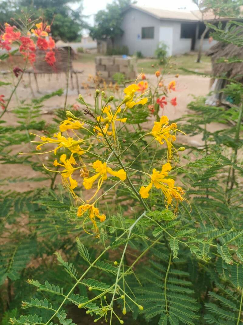 Caesalpinia cassioides flower