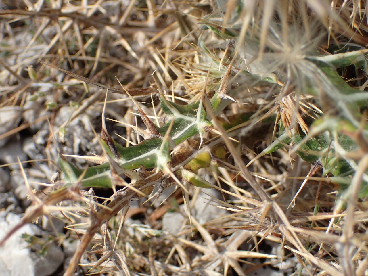 Ptilostemon afer — related species from the same genus