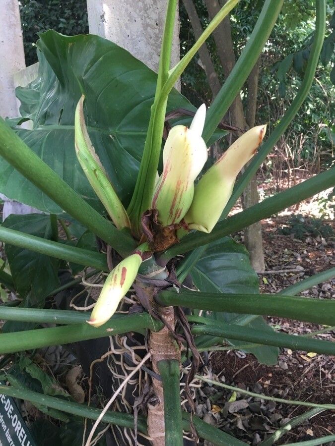 Philodendron barrosoanum flower