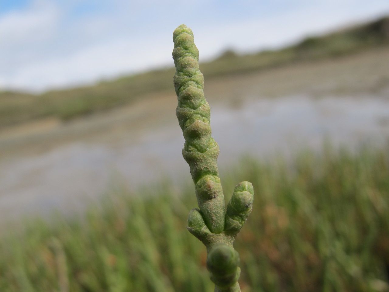 Sarcocornia perennis fruit