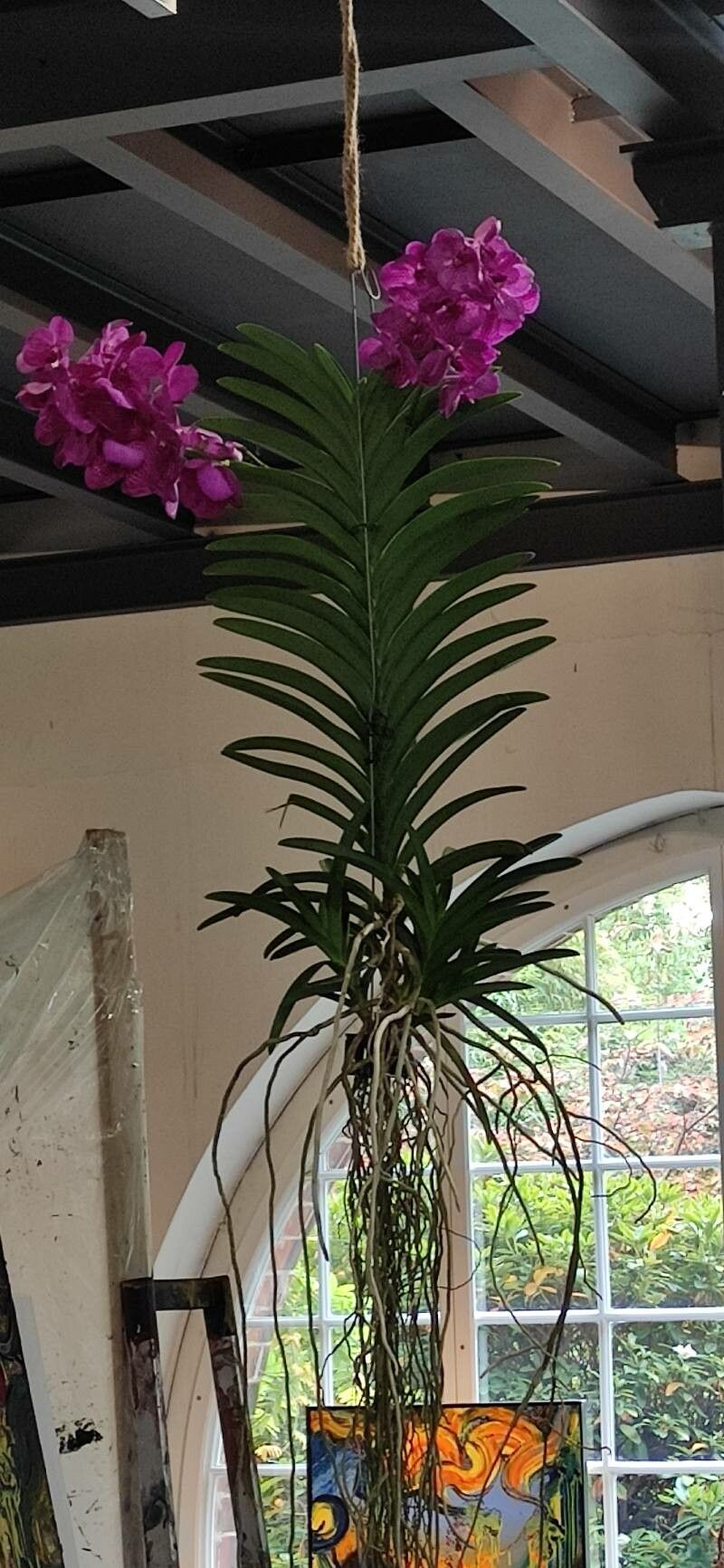 Vanda coerulea habit
