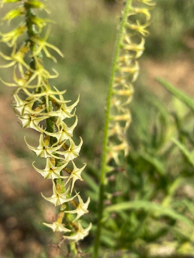 Heliotropium zeylanicum flower