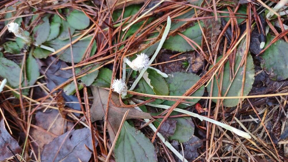 Antennaria solitaria