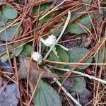 Antennaria solitaria