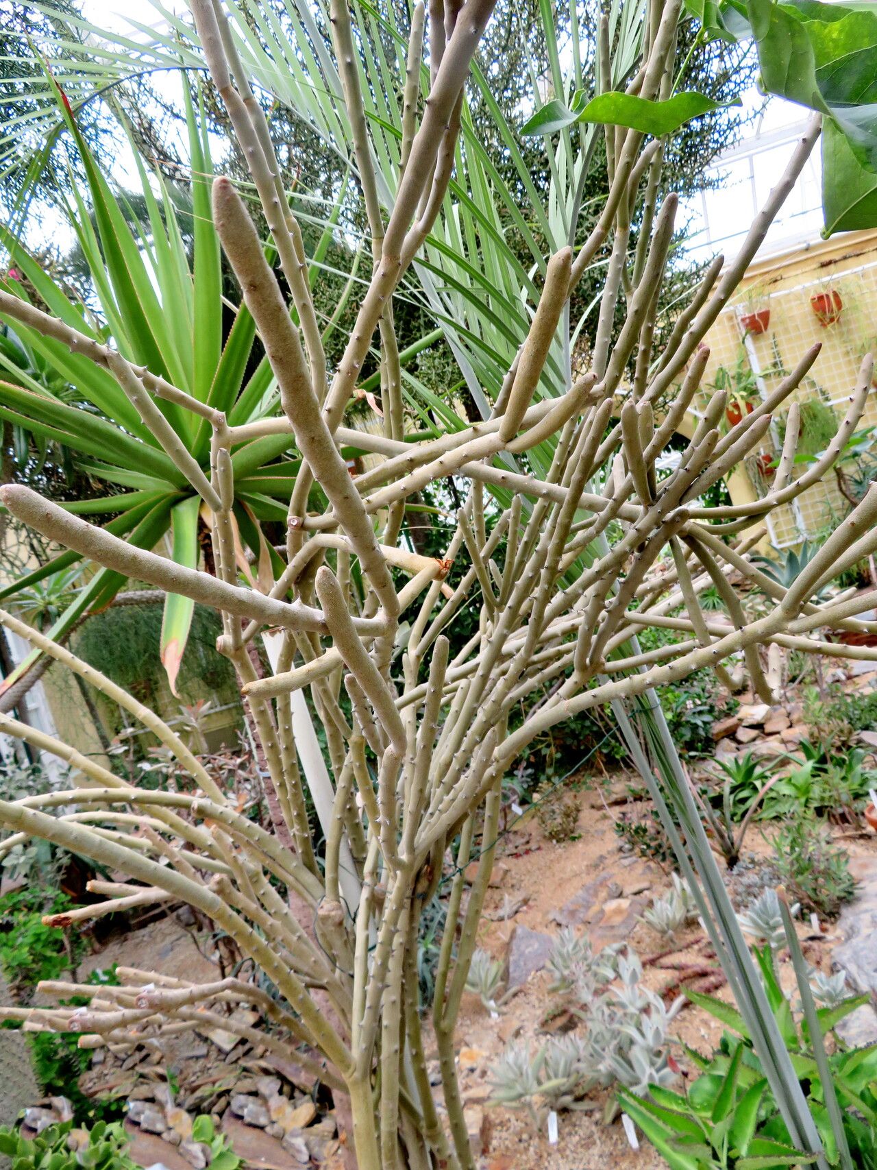 Alluaudia dumosa habit
