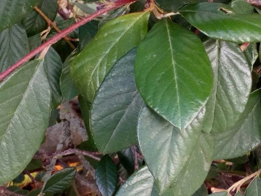 Cotoneaster glaucophyllus — search result for 'Cotoneaster'