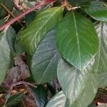 Cotoneaster glaucophyllus