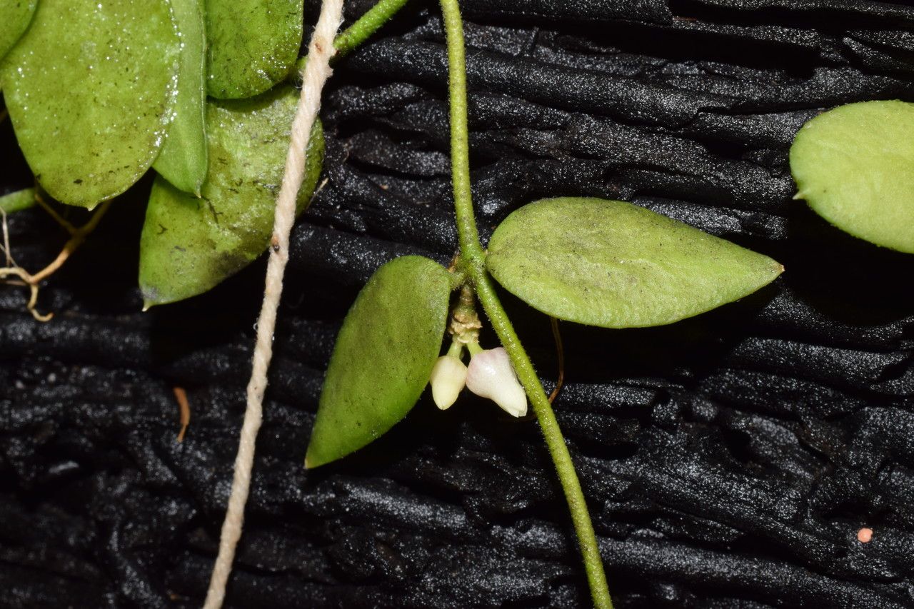 Dischidia immortalis fruit