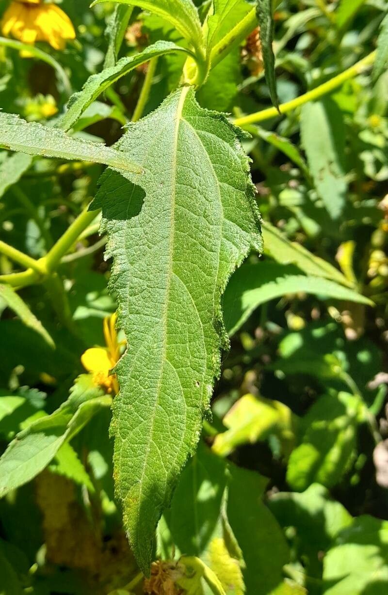 Wedelia silphioides — houseplant care guide