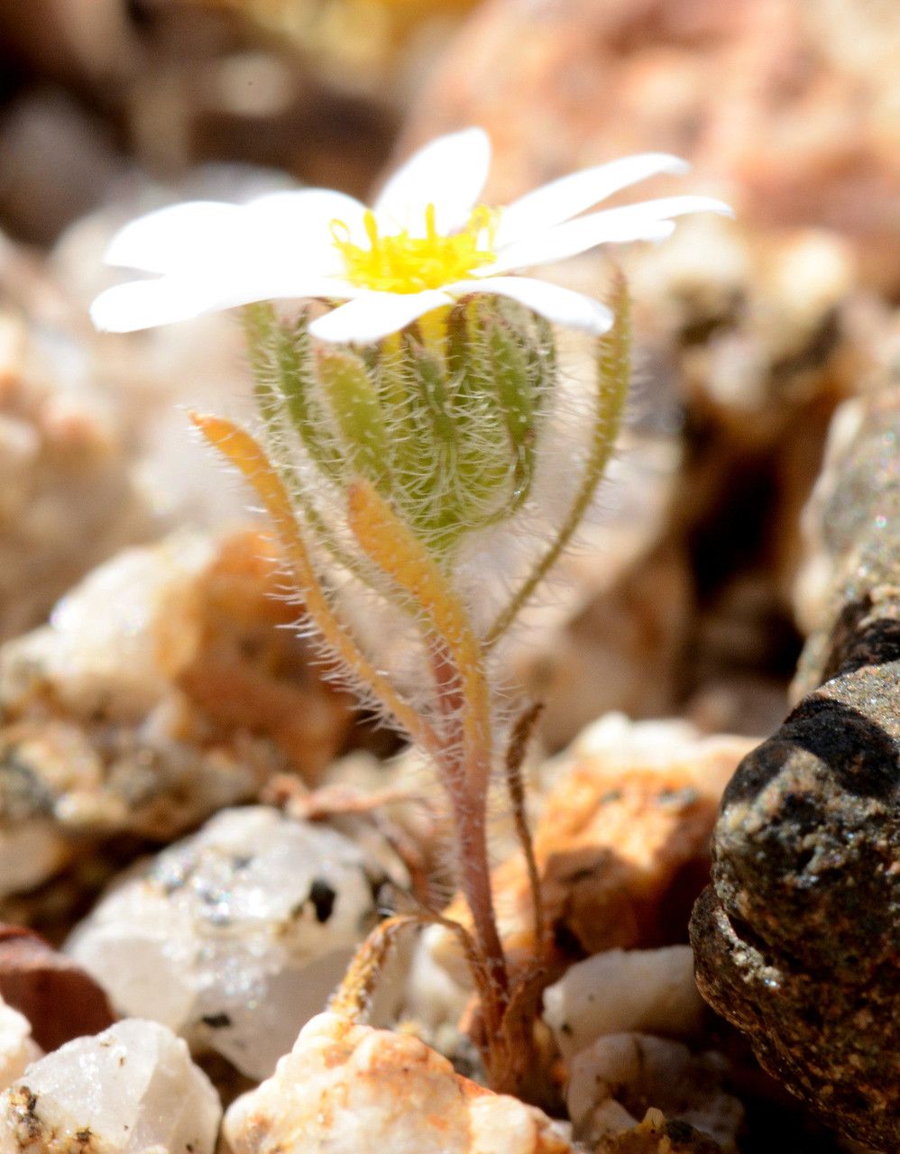 Monoptilon bellioides flower