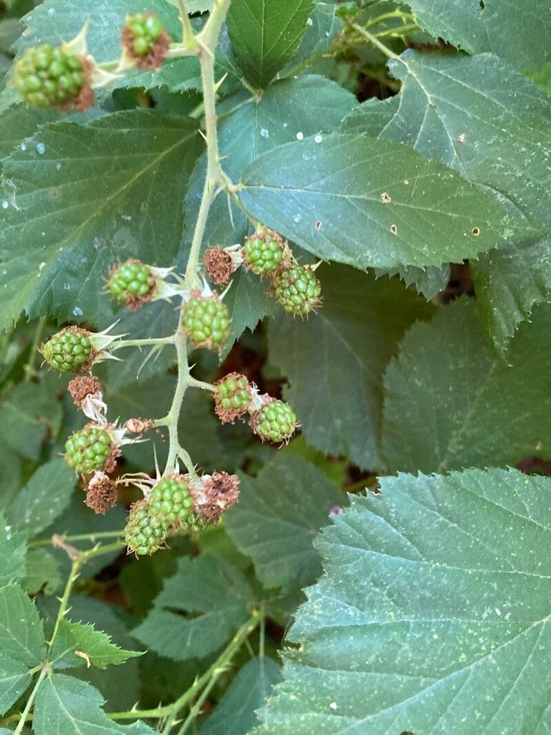 Rubus bipartitus fruit