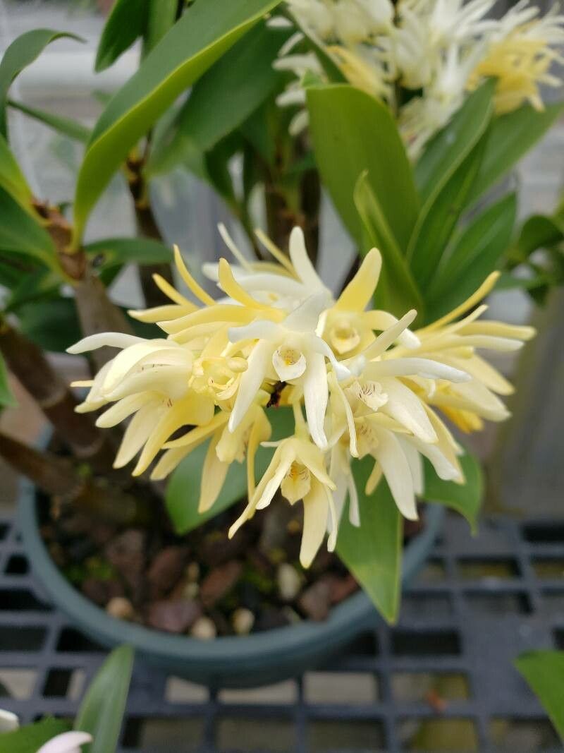 Dendrobium jonesii flower