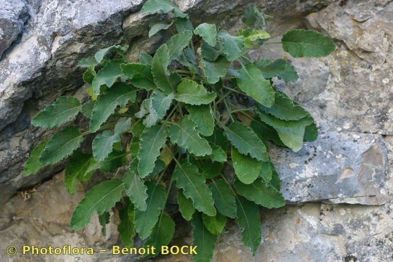 Campanula petraea leaf