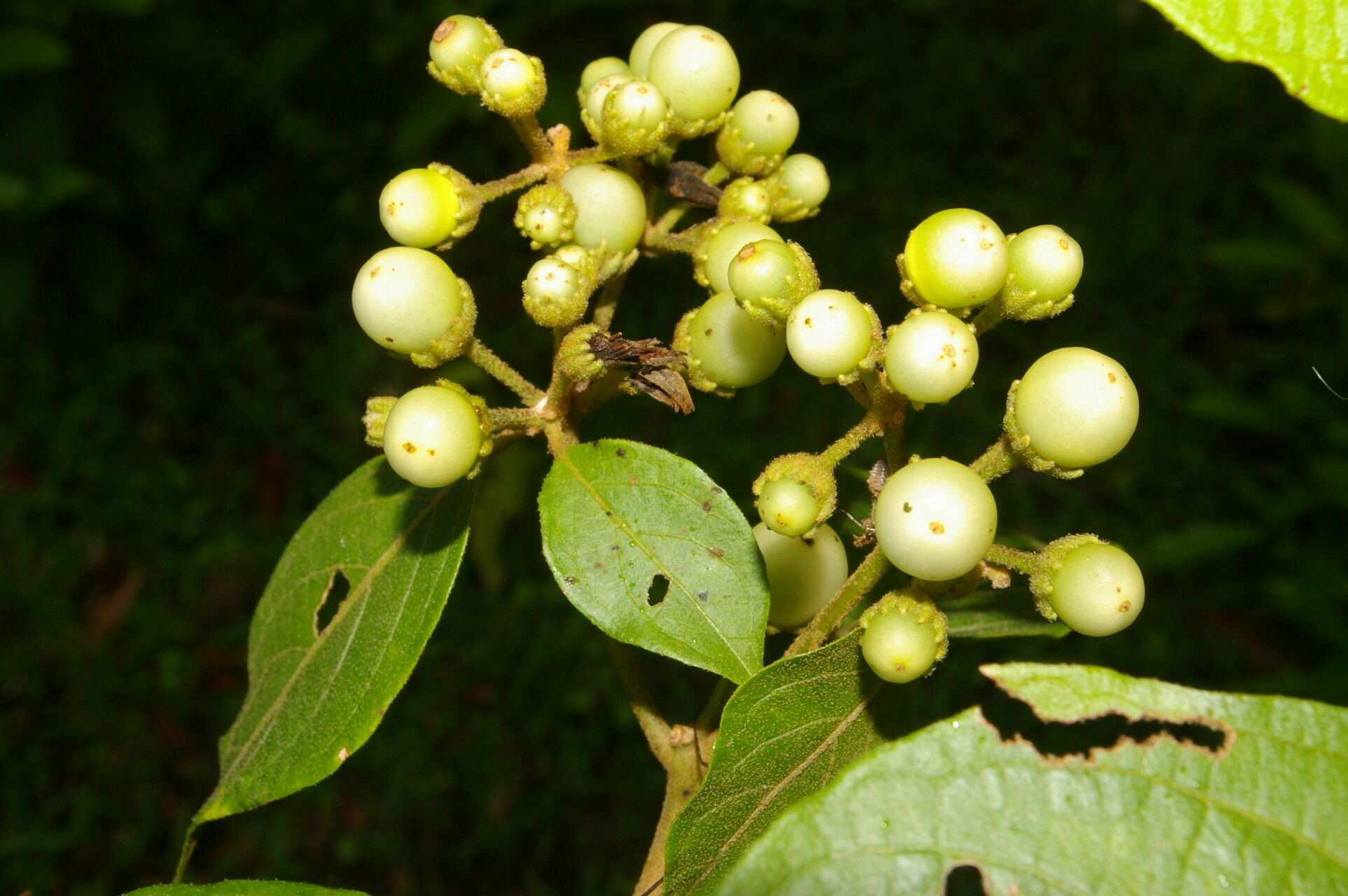 Lycianthes multiflora — search result for 'Lycianthes'