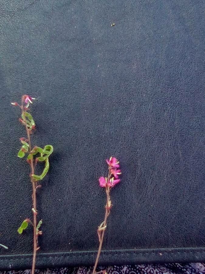 Desmodium intortum flower