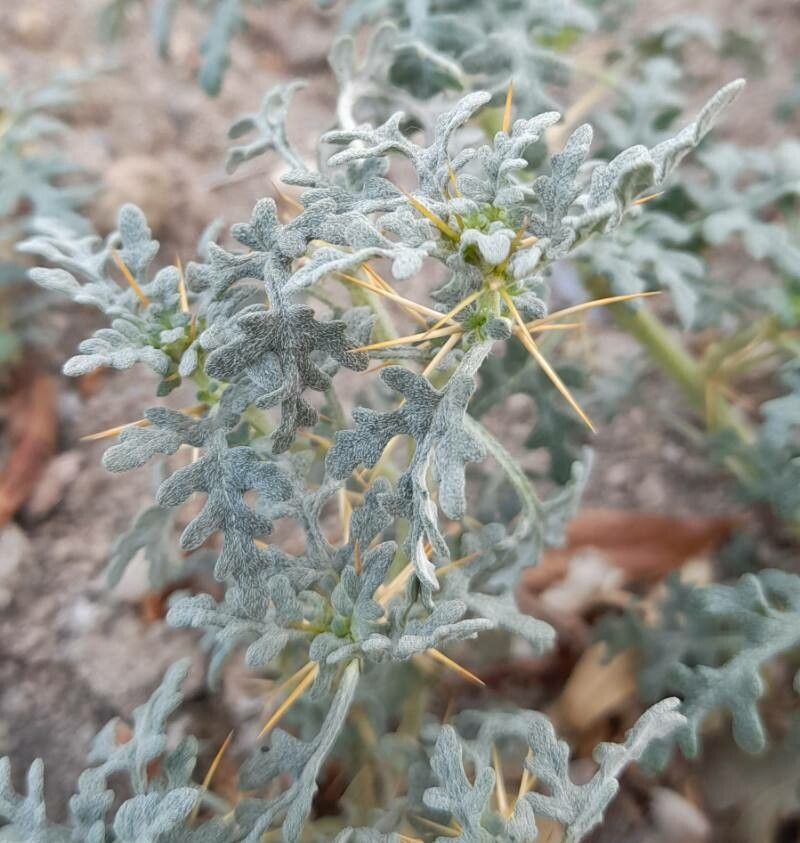 Xanthium ambrosioides leaf