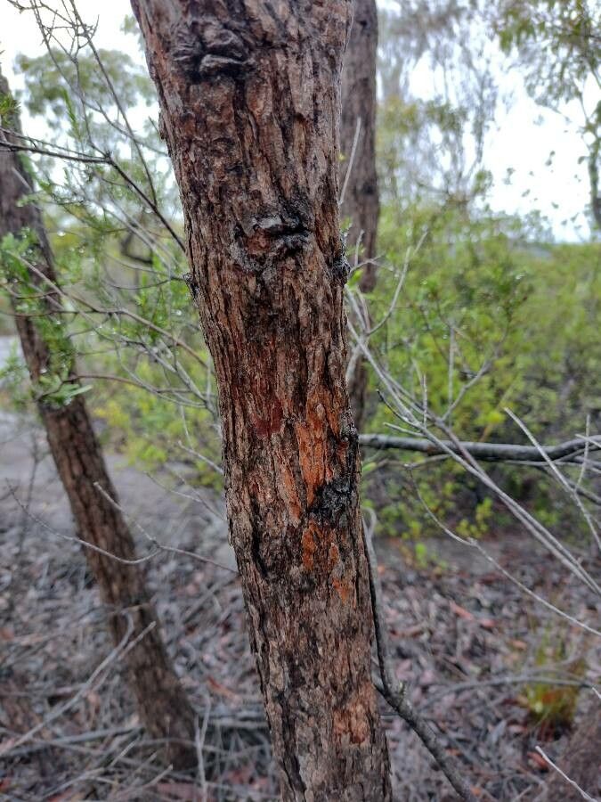 Corymbia gummifera bark