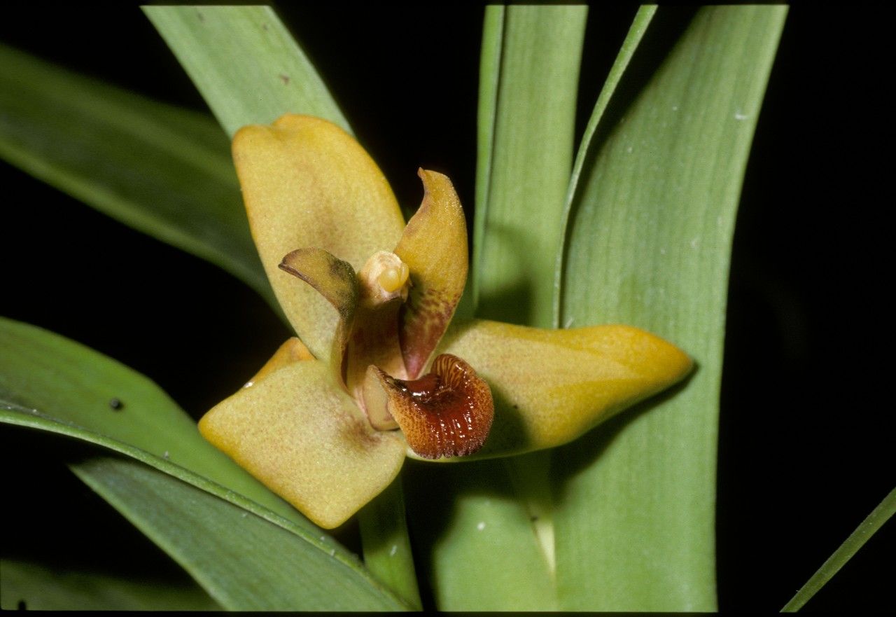 Maxillaria elata — houseplant care guide