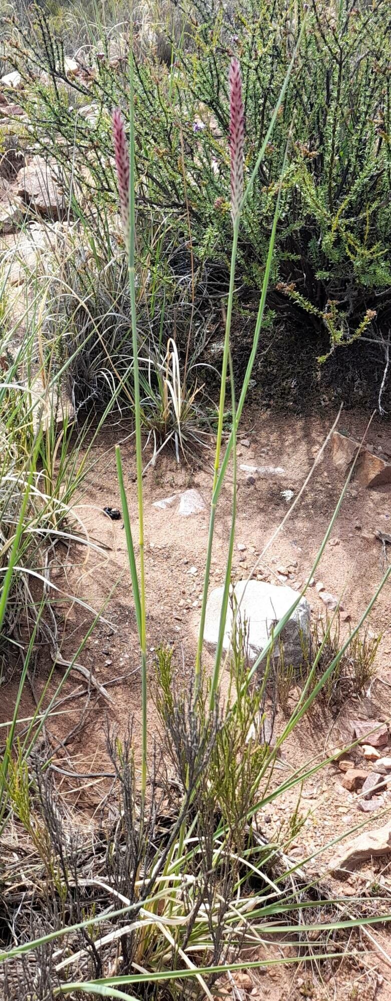 Cenchrus chilensis habit