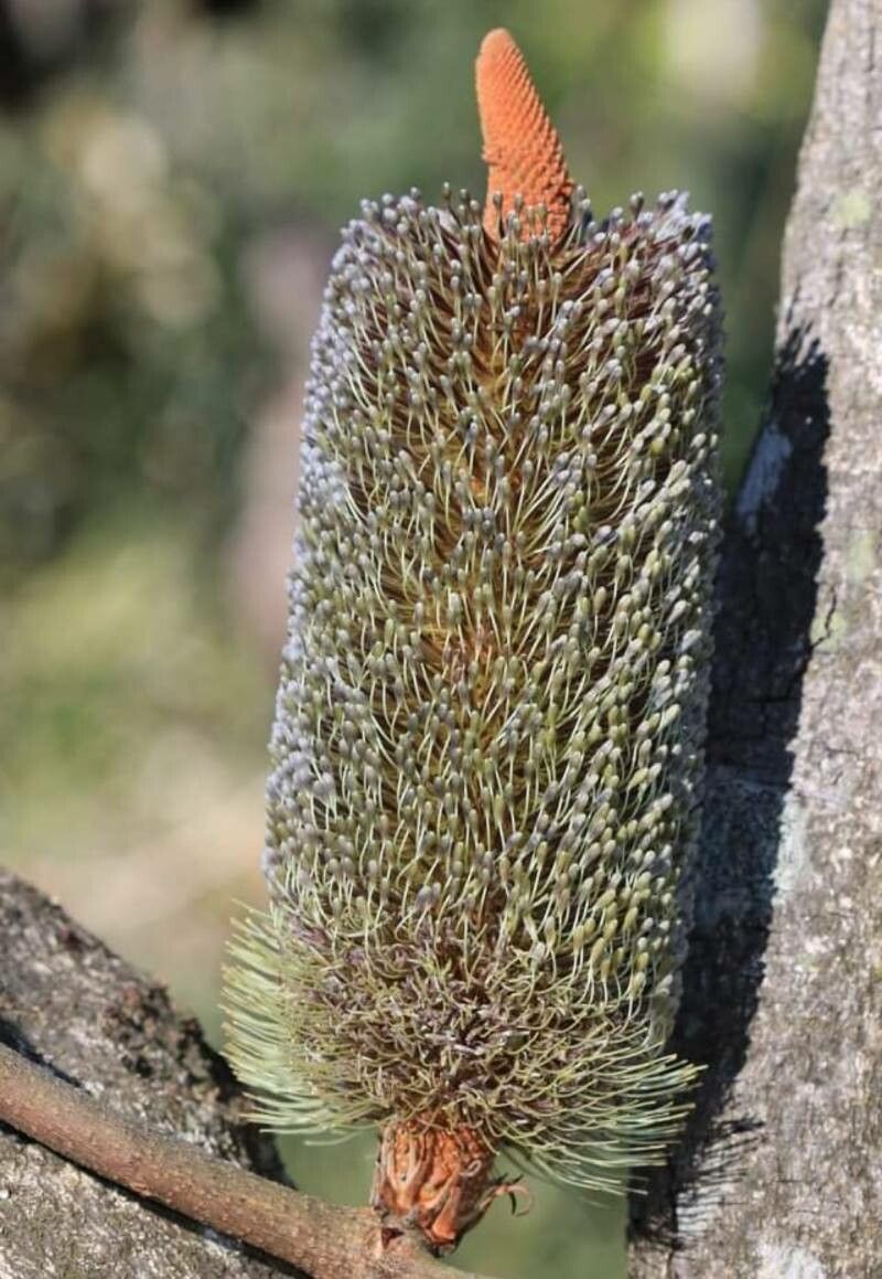 Banksia conferta — search result for 'Banksia'