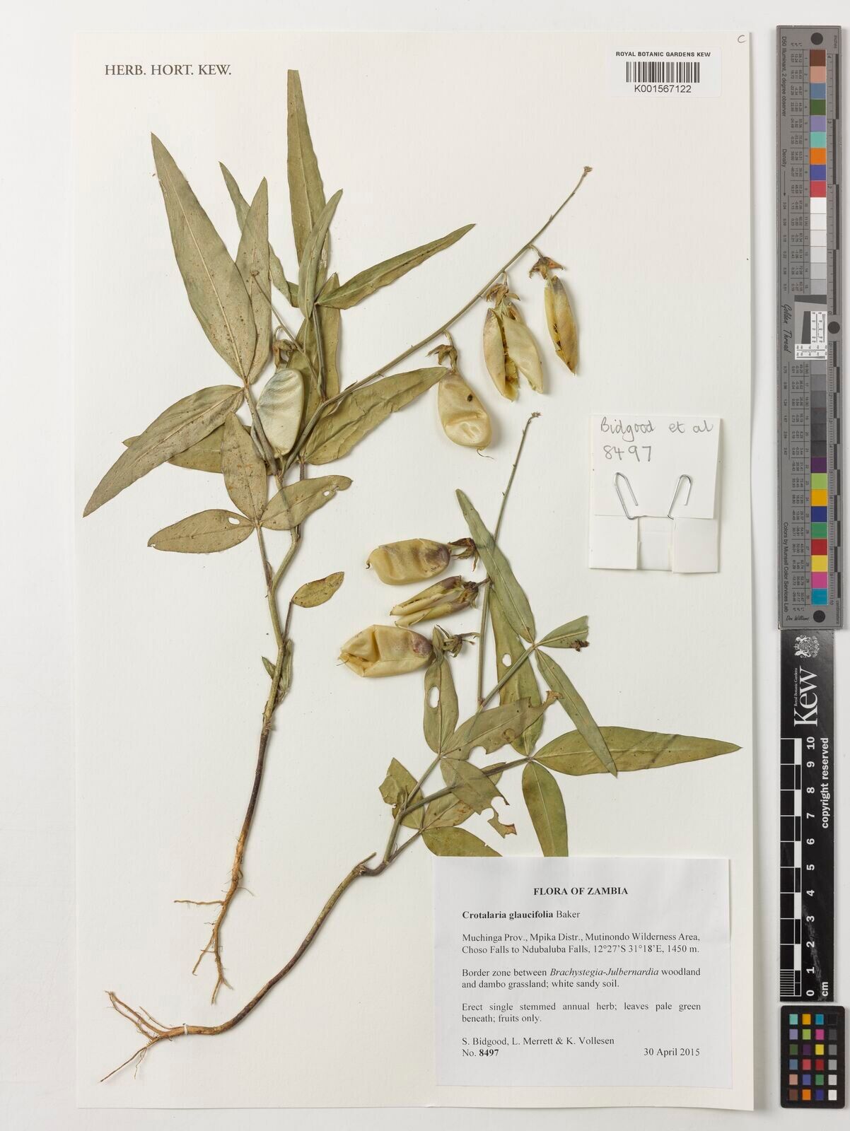 Crotalaria glaucifolia — houseplant care guide