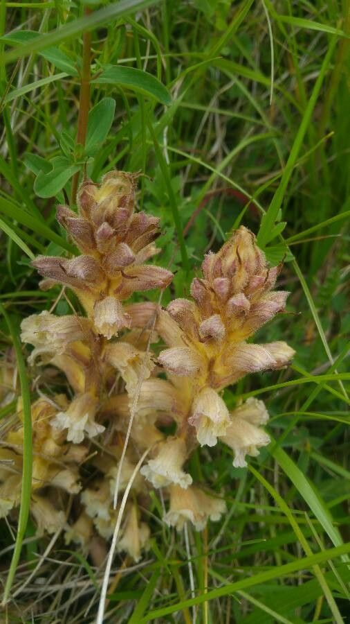 Orobanche lutea flower