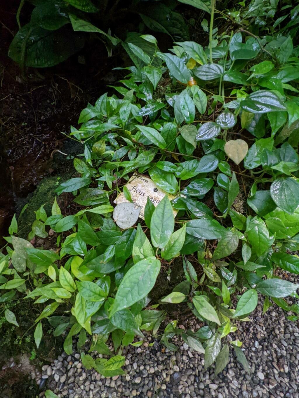 Ficus sagittata habit