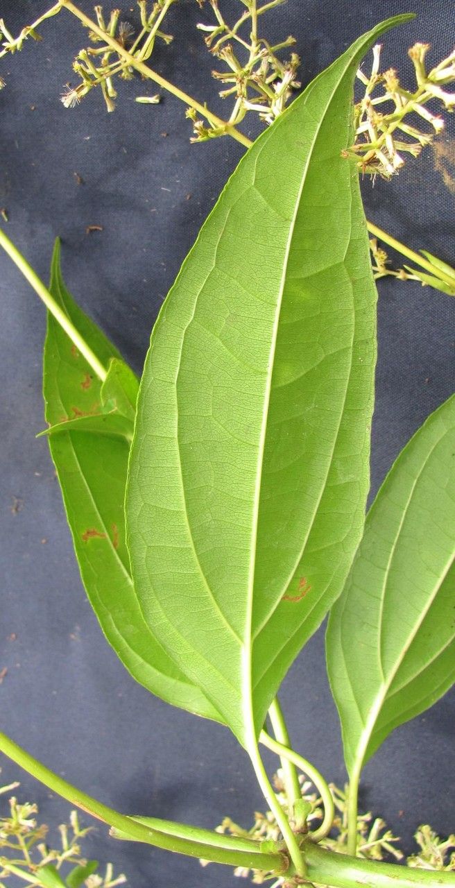 Mikania simpsonii other