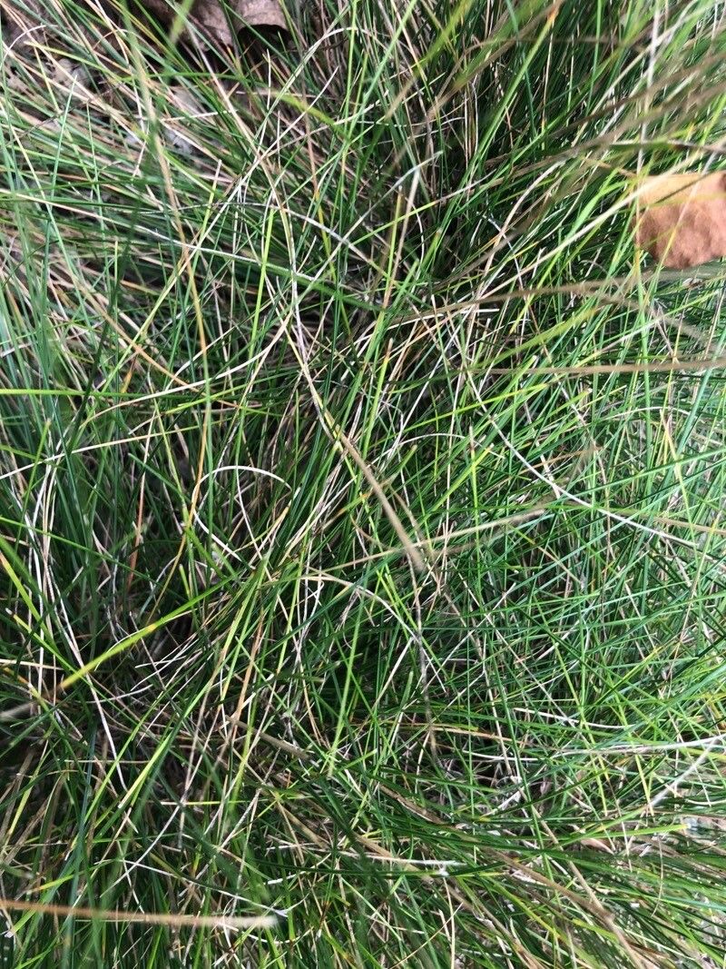 Festuca stenantha — houseplant care guide