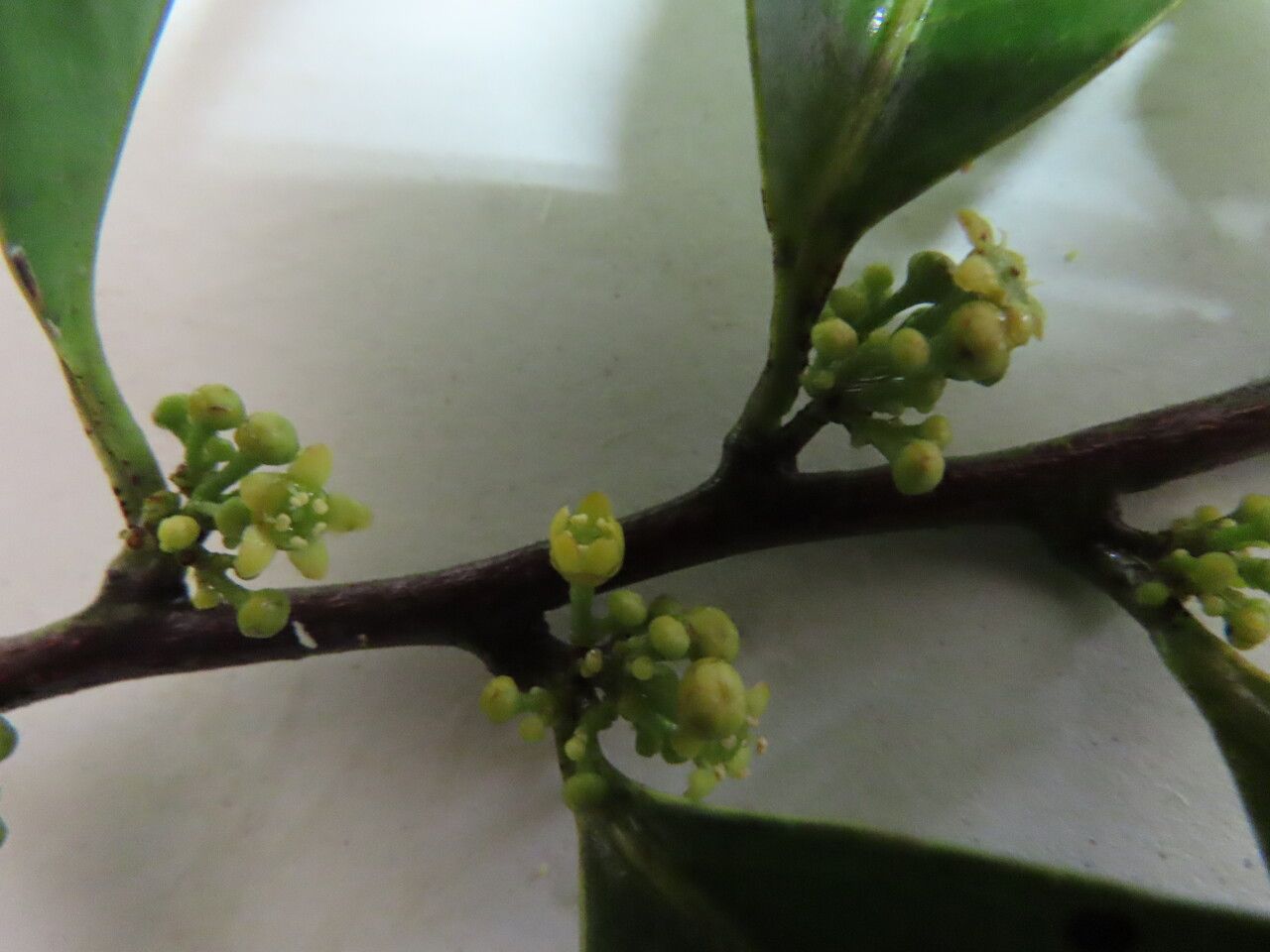 Maytenus guyanensis flower