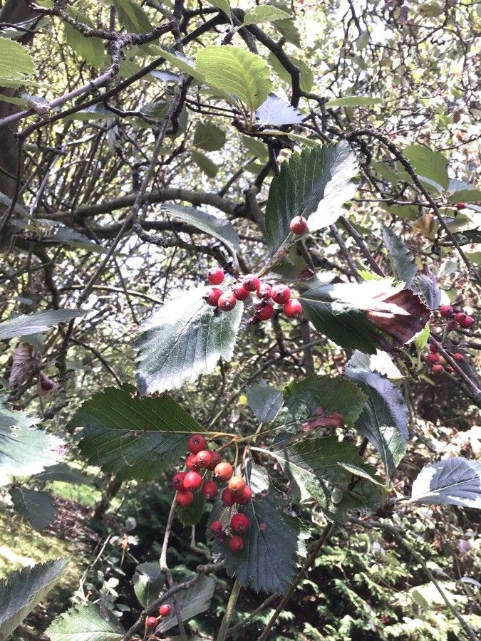Sorbus anglica fruit