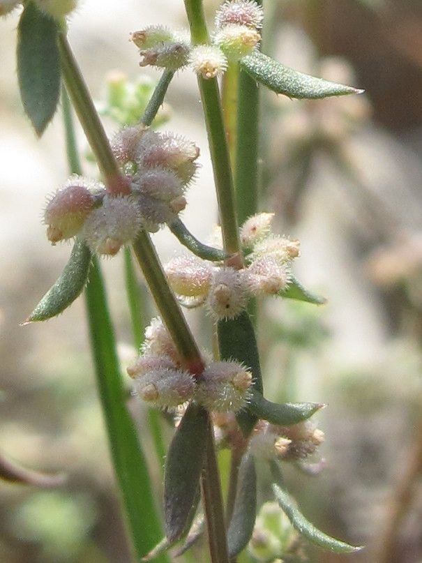 Galium verticillatum — houseplant care guide