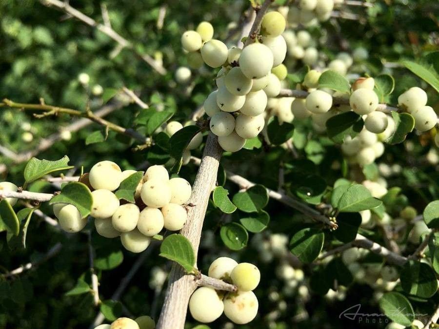 Flueggea leucopyrus fruit