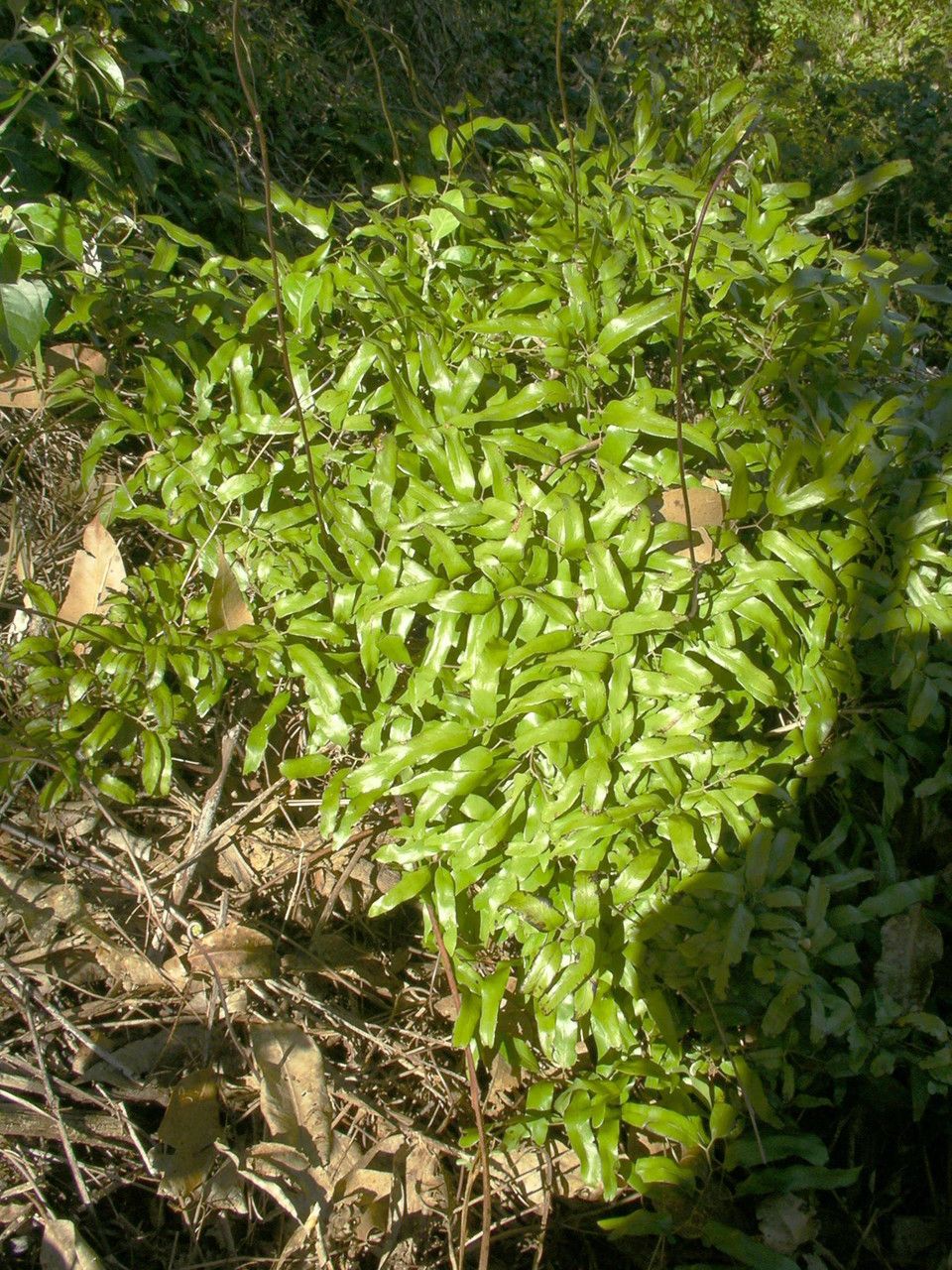 Lygodium lanceolatum habit