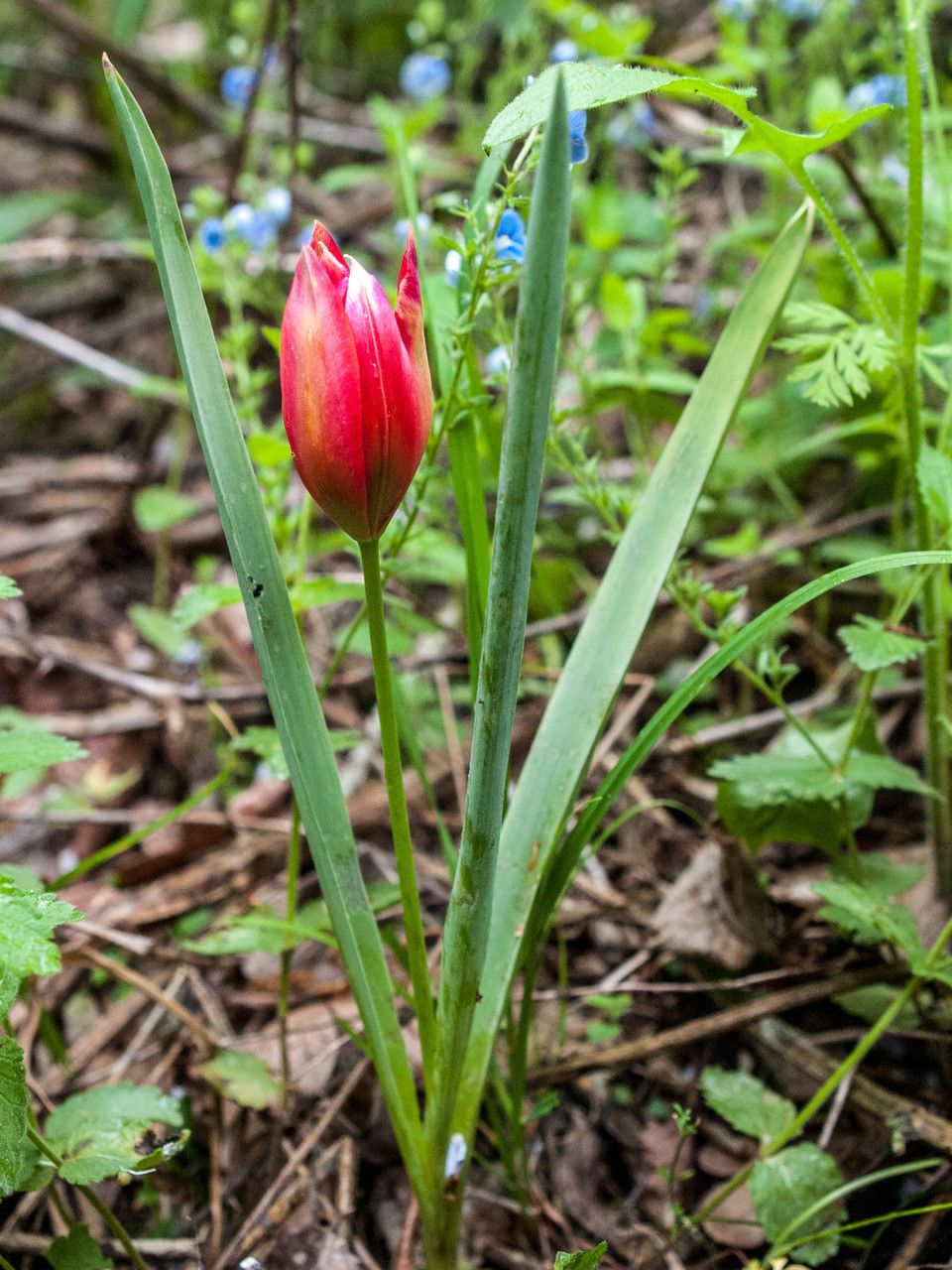 Tulipa orphanidea habit