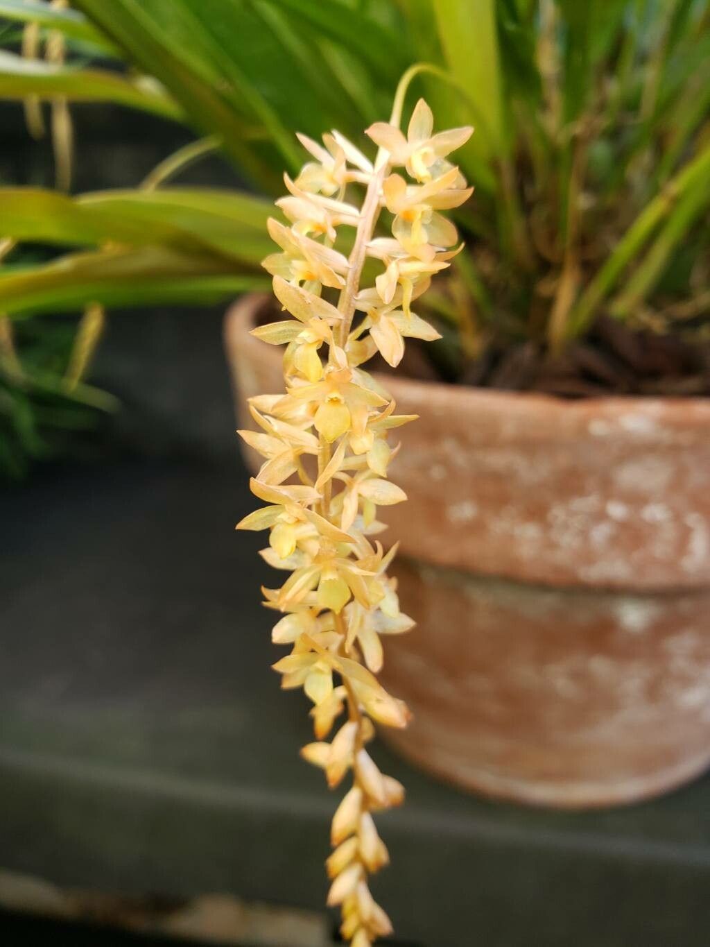 Coelogyne convallariiformis flower